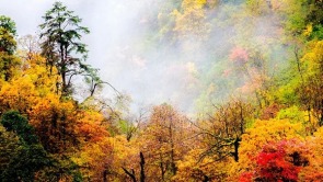 眉山的楓——藏在時光裏的紅韻詩行