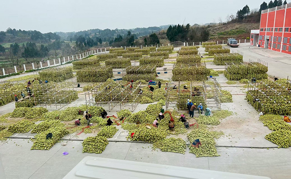 百年工藝飄香 資陽雁江古法榨菜端上國際餐桌_fororder_圖片-3