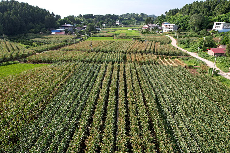 首破700公斤 資陽樂至縣百畝超高産攻關片玉米畝産實測再創新高_fororder_圖片-3