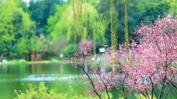 （轉載）花重錦花城 綻放在古詩詞裏的那些花兒