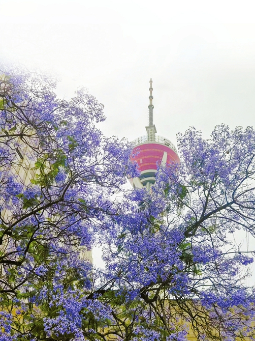 藍花楹綻放 成都滿城夢幻紫