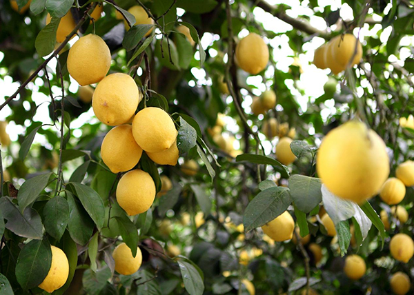 資陽安岳：一顆檸檬的全球化品牌之路_fororder_圖片-1