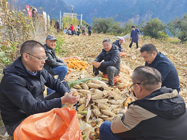 丹巴玉米産出新高:單畝1419.48公斤 刷新西南高産榜單_fororder_圖片-1