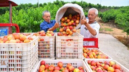 眉山仁壽油桃喜獲豐收