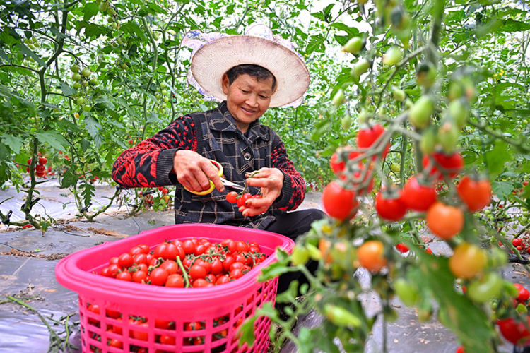 眉山仁壽：大棚番茄藤上挂 鄉村振興“別樣紅”_fororder_微信圖片_20250427090306