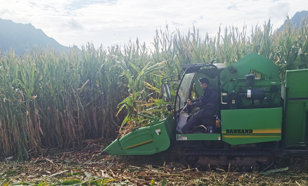 丹巴玉米産出新高:單畝1419.48公斤 刷新西南高産榜單_fororder_圖片-2