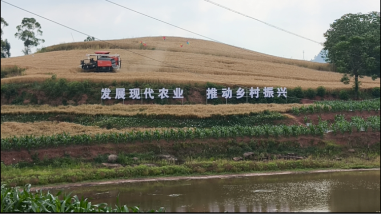 自貢貢井區糧油高産示範片採用機械化收割 繪就豐收新圖景