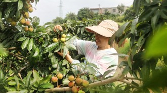 瀘州合江荔枝搶“鮮”上市