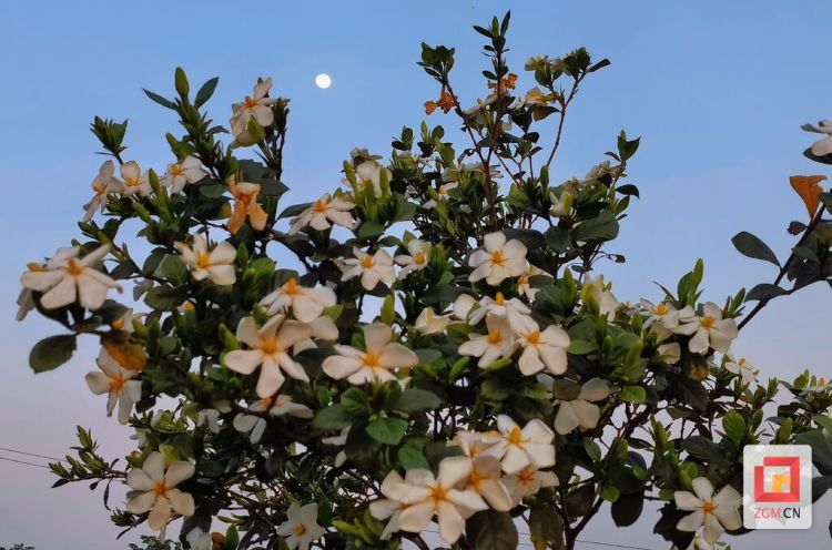 【圖賞鹽都】梔子花開迎客來