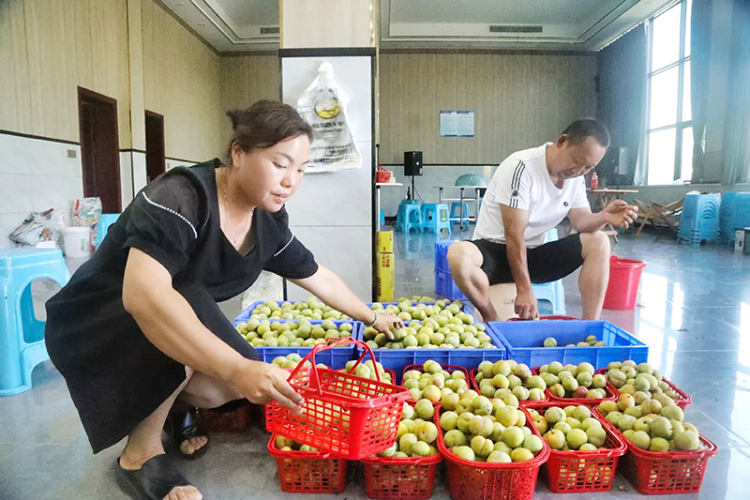 瀘州合江 ：單果重達80克 這“李”好甜蜜_fororder_整理即將出售的蜂糖李（攝影-祝菡雪）