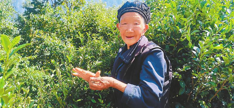 高原春茶採摘忙_fororder_未標題-2