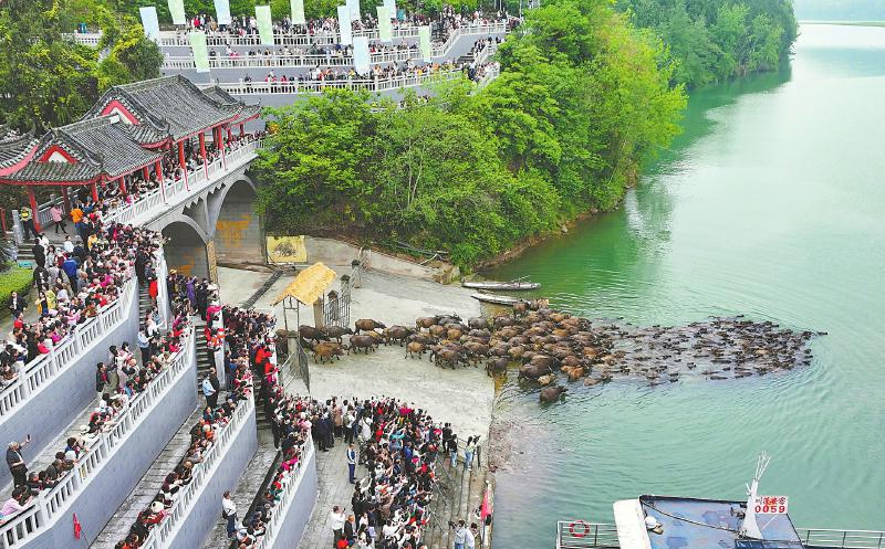 觀百牛競渡 促文旅消費_fororder_70c25606a1ad5c1884bda5d2ebdf710e