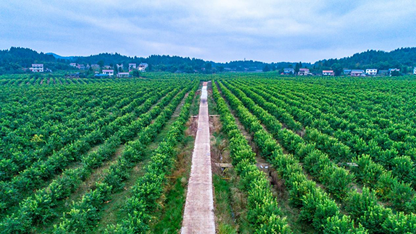 資陽安岳：一顆檸檬的全球化品牌之路_fororder_圖片-3