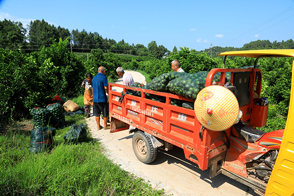 綠海生金鏈 藥香富萬家——資陽樂至五千畝枳殼豐收季解鎖森林糧庫“雙效益”密碼_fororder_圖片-4
