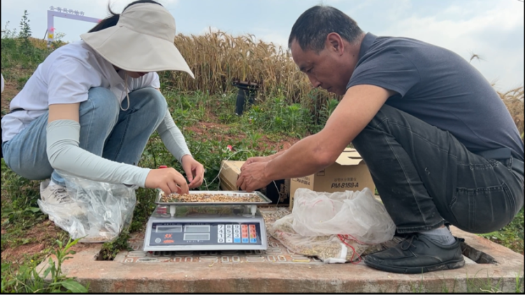 自貢貢井區糧油高産示範片採用機械化收割 繪就豐收新圖景