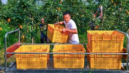 眉山仁壽：果園裝軌道 水果坐上“小火車”
