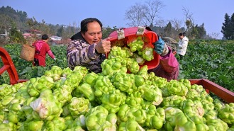 眉山仁壽：訂單蔬菜收穫忙