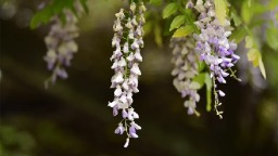 成都市新都區500歲“中國藤王”開花啦