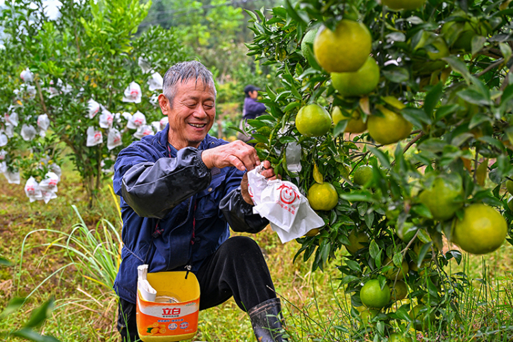 圖片默認標題_fororder_2025年10月29日，在四川省眉山市仁壽縣藕塘鎮明珠村鏵銳柑橘園裏，村民們正在給柑橘套袋。-(1)