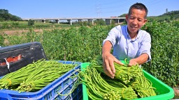 眉山仁壽：豇豆豐收 助農增收