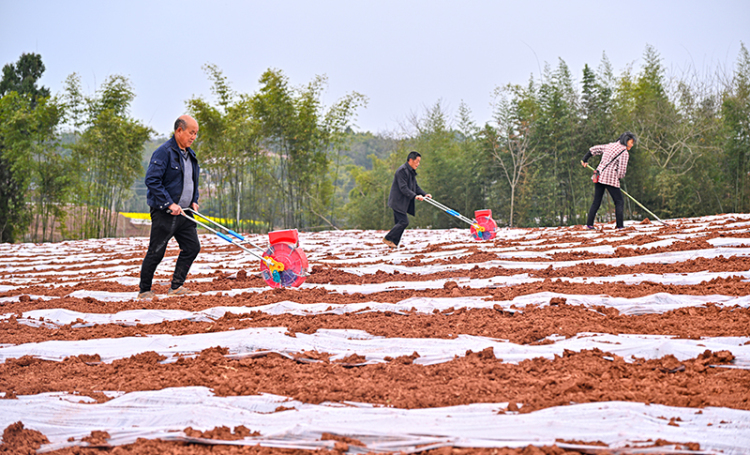 眉山仁壽：早玉米播種忙_fororder_2025年3月13日，在四川省眉山市仁壽縣慈航鎮月橋村，村民們正搶抓農時，用滾輪點播器播種玉米。圖4