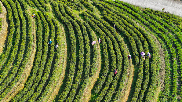 夏秋茶下樹率95% 宜賓高縣茶産業交出“量質雙優”成績單_fororder_茶農採摘黃金芽-供圖-高縣融媒體中心