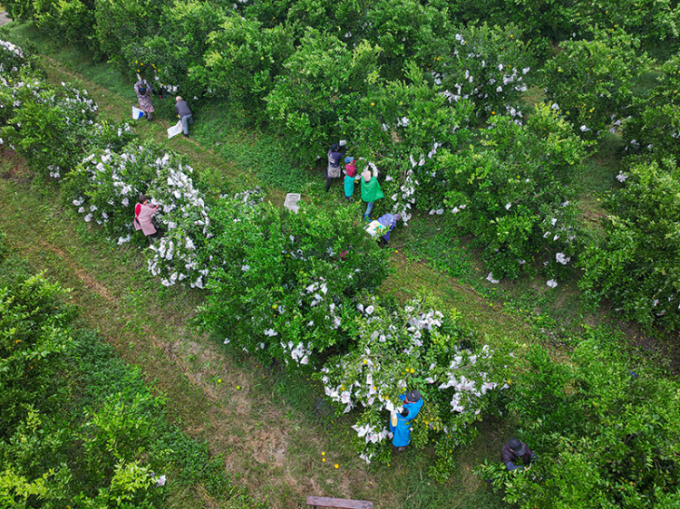 圖片默認標題_fororder_2025年10月29日，在四川省眉山市仁壽縣藕塘鎮明珠村鏵銳柑橘園裏，村民們正在給柑橘套袋。-(8)