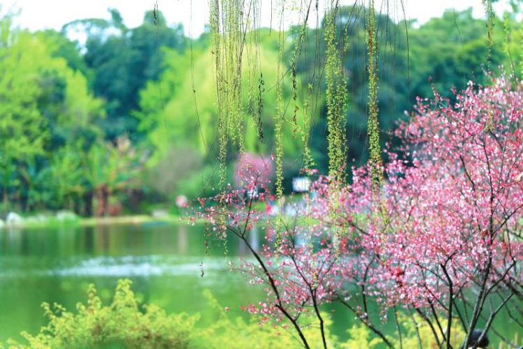 （轉載）花重錦花城 綻放在古詩詞裏的那些花兒_fororder_4a312edce40da14a2cdc1a794d5132a1