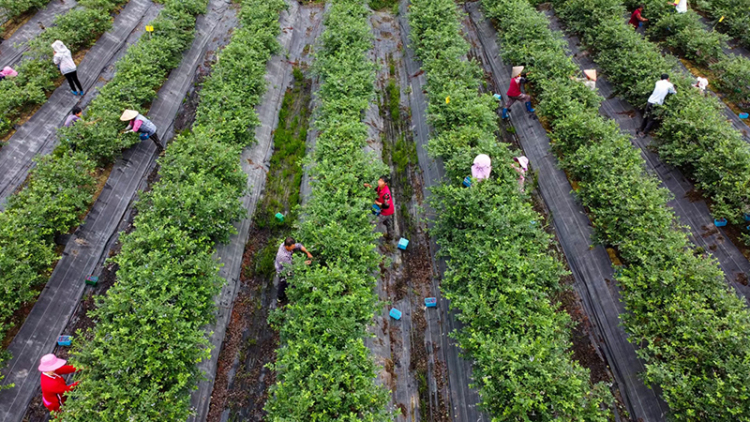 眉山彭山：日摘5000斤藍莓 甜蜜産業“鏈”起鄉村振興_fororder_圖片-1