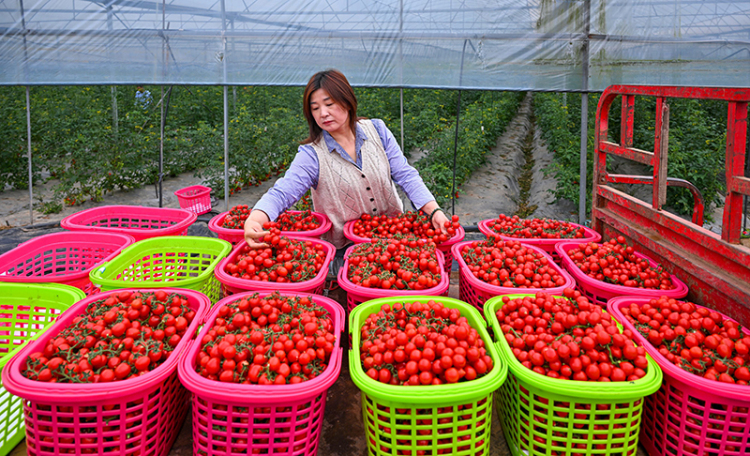 眉山仁壽：大棚番茄藤上挂 鄉村振興“別樣紅”_fororder_微信圖片_20250427090312