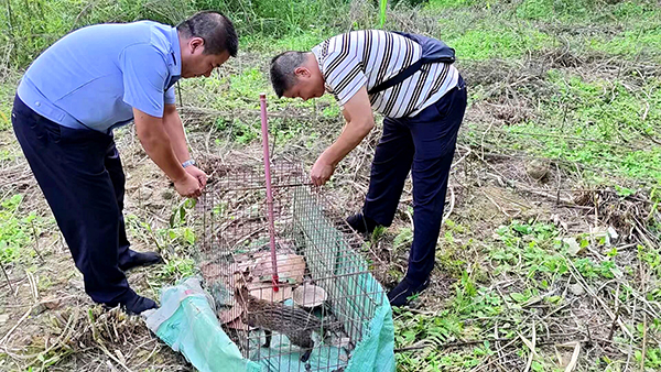 宜賓市興文縣公安局：警民攜手成功救助國家一級保護動物_fororder_小靈貓放歸現場-供圖-興文縣公安局森林警察大隊
