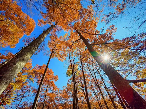 巴中光霧山紅葉首赴馬來西亞推介 國際知名度顯著提升_fororder_圖片-3
