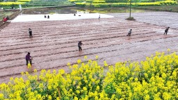 眉山仁壽：水稻育秧忙