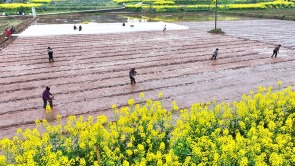 眉山仁壽：水稻育秧忙