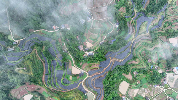 畝産400公斤 資陽首個淫羊藿種植基地迎來豐收季_fororder_圖片-1