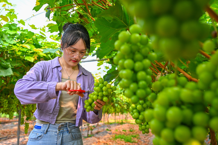 圖片默認標題_fororder_2025年8月8日，在四川省眉山市仁壽縣文宮鎮岔河村的葡萄園內，村民正在採摘葡萄。-(1)