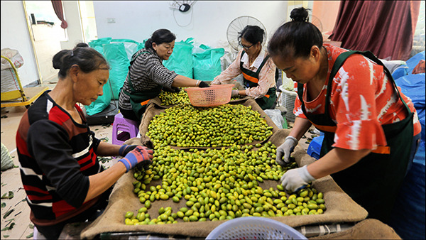 從10噸到1000噸 瀘州合江橄欖出口實現“百倍跨越”_fororder_農戶們篩選橄欖(攝影:王易)