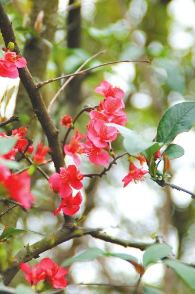 （轉載）花重錦花城 綻放在古詩詞裏的那些花兒_fororder_2d3fb71cab59e4098d5ff713fc5eaaf4