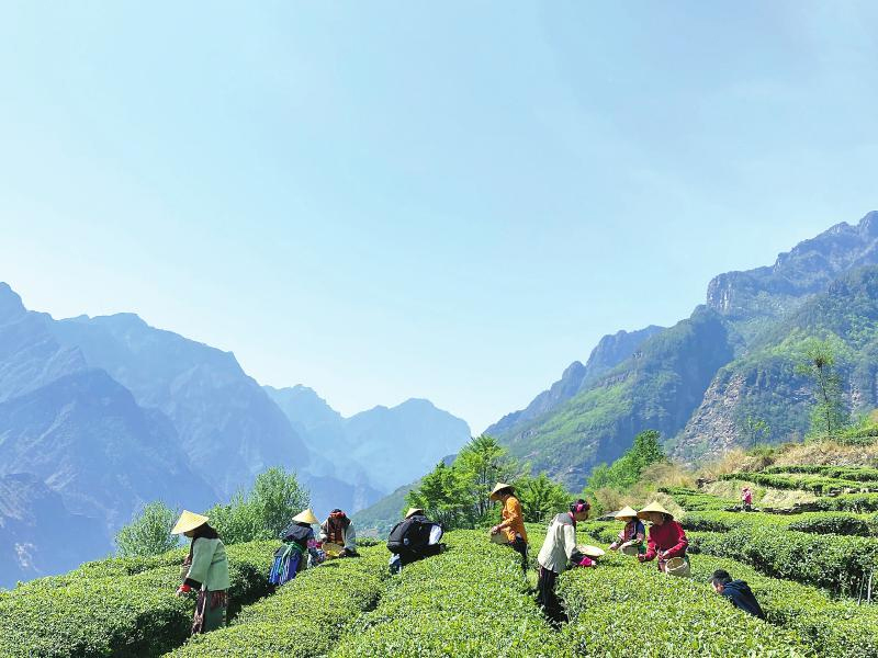 高原春茶採摘忙_fororder_未標題-1