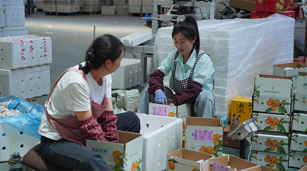雅安石棉縣：一顆枇杷的“新長征”_fororder_圖片-2