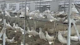 資陽雁江：小鴿子 “啄” 開致富大産業