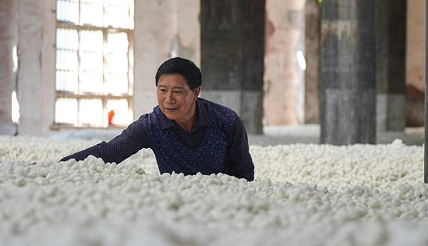 宜賓高縣：春繭迎豐收 蠶農繭款收入預計超1.7億元_fororder_成堆的蠶繭-攝影-陶坤