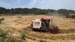 資陽雁江：金色麥浪翻滾 千畝小麥豐收顆粒歸倉