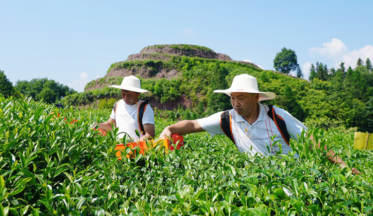 夏秋茶下樹率95% 宜賓高縣茶産業交出“量質雙優”成績單_fororder_茶農採摘夏秋茶-供圖-高縣融媒體中心
