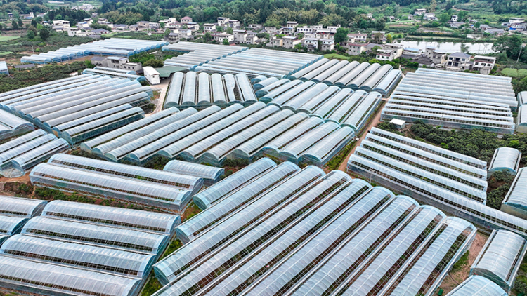 眉山仁壽：大棚枇杷搶“鮮”上市_fororder_2025年4月21日，航拍四川省眉山市仁壽縣文宮鎮古佛社區大棚枇杷。圖5