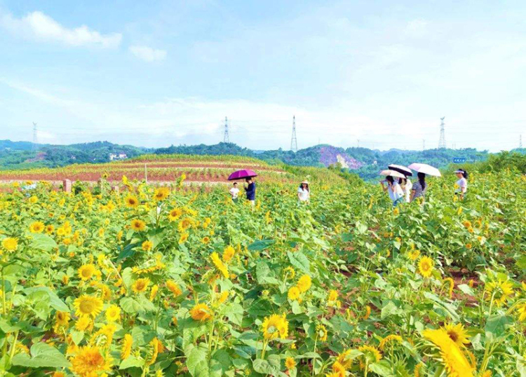 宜賓高縣來復鎮：百畝葵花向陽開 農文旅融合繪新篇_fororder_遊客在花海中拍照打卡-供圖-高縣融媒體中心