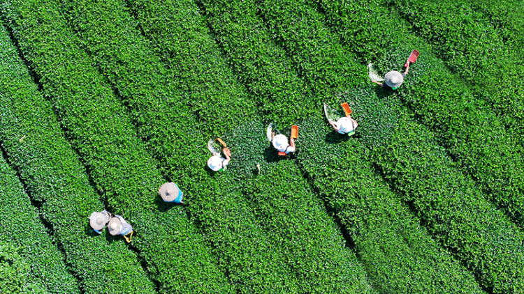 夏秋茶下樹率95% 宜賓高縣茶産業交出“量質雙優”成績單_fororder_高縣可久鎮高嶺村茶農正在採摘夏秋茶-供圖-高縣融媒體中心