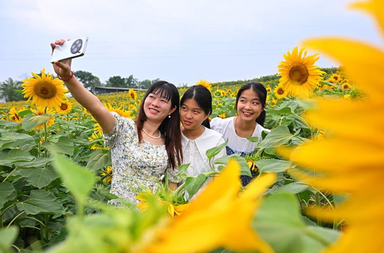 眉山仁壽：葵花朵朵開 美景引客來_fororder_2025年6月7日，在四川省眉山市仁壽縣鐘祥鐘青石社區，遊客在向日葵花田賞花拍照。03-(1)