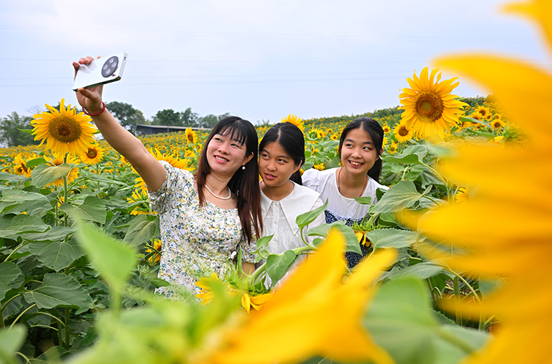 眉山仁壽：葵花朵朵開 美景引客來_fororder_2025年6月7日，在四川省眉山市仁壽縣鐘祥鐘青石社區，遊客在向日葵花田賞花拍照。03-(1)