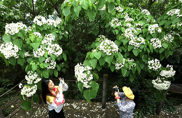 眉山仁壽：邂逅一場花海 領略“詩與遠方”的鄉村魅力_fororder_打卡的遊客-(5)